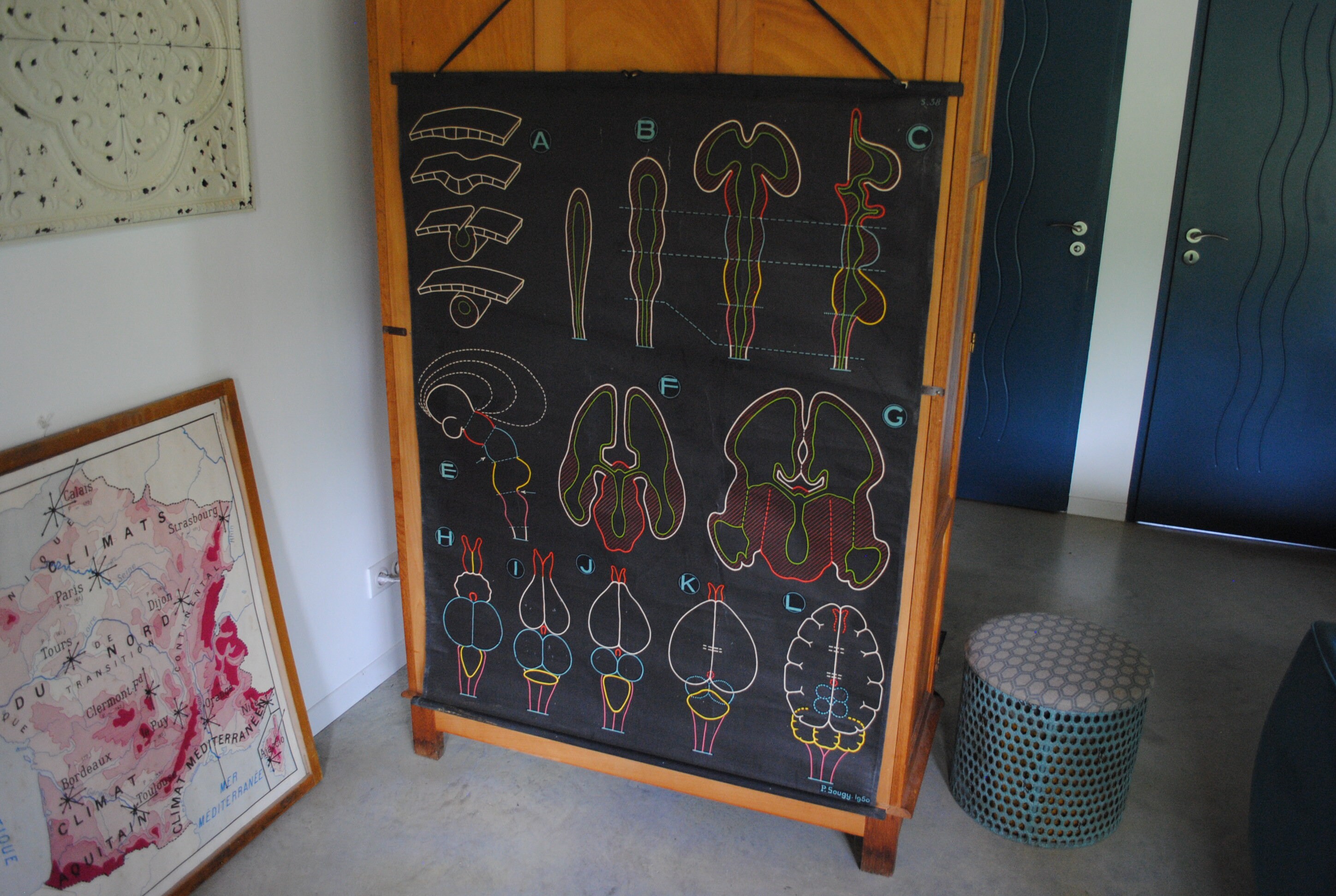 Affiche Scolaire Vintage Dr Auzoux Genese de L'enc S38 1950