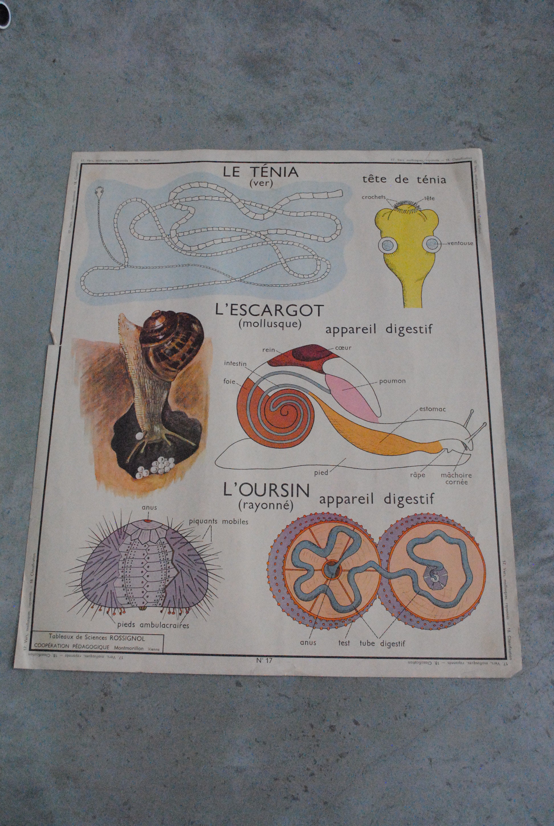 Carte Scolaire L'escargot, L'oursin, Le Ténia et La Classification Des Vertébrés Invertébrés