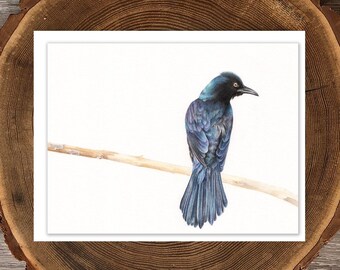 Cartão do melro | Arte grackle comum | Cartão do pássaro | Cartão ao ar livre | Cartão de aniversário do pássaro | Cartão em branco | Estampa de mini melro