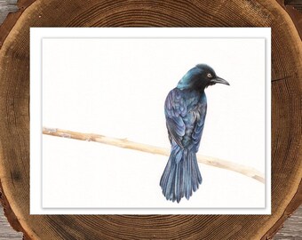 Blackbird greeting card | Common grackle art | Bird greeting card | Outdoor card | Bird birthday card | Blank card | Mini blackbird print