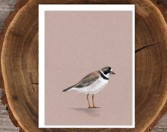 Semipalmated Plover shorebird blank greeting card