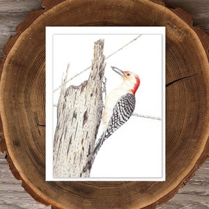 Red-bellied Woodpecker blank greeting card