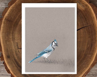 Blue Jay blank greeting card