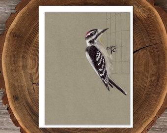 Downy Woodpecker blank greeting card