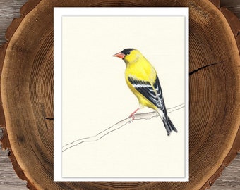 American Goldfinch blank greeting card