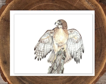 Red-tailed Hawk blank greeting card