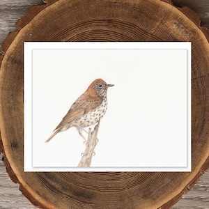 Tarjeta de felicitación en blanco de Wood Thrush