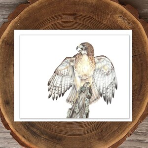 Red-tailed Hawk blank greeting card