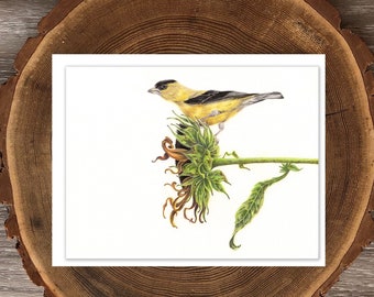 American Goldfinch with Sunflower blank greeting card
