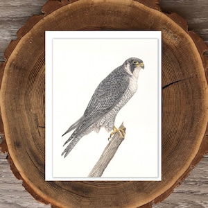 Peregrine Falcon blank greeting card