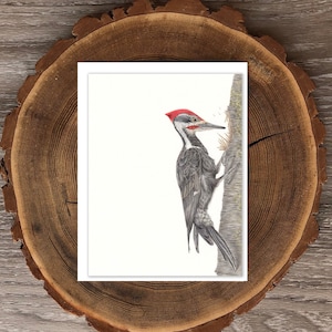 Pileated Specht Blanko-Grußkarte