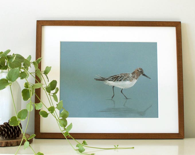 Sanderling Bird Drawing Bird Art Shorebird Art Beach Gift Beach Bird Decor Bird Watching Nursery