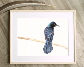 Grackle Bird Art Print | Blackbird Wall Art | Outdoor Gift | Bird Watching Decor | Birding | Bird Lover Gift | Backyard Bird Lover | Grackle