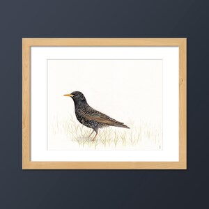 European Starling Bird Art Print