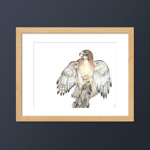 Red-tailed Hawk Art Print