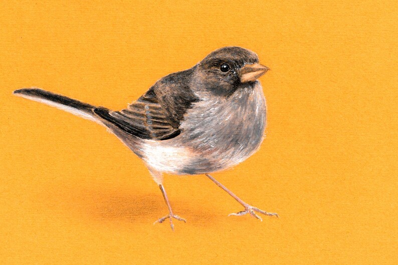Dark-eyed Junco Bird Art Print - Etsy