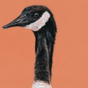 May include: A close-up of a black and white goose with a long neck. The goose has a white patch on its face and is drawn in a realistic style.