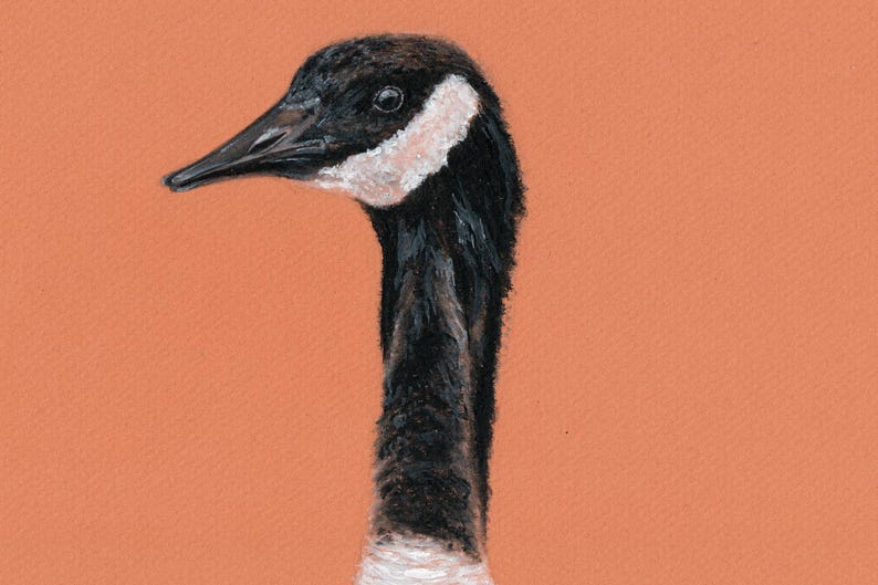 May include: A close-up of a black and white goose with a long neck. The goose has a white patch on its face and is drawn in a realistic style.