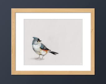 Tufted Titmouse Bird Art Print