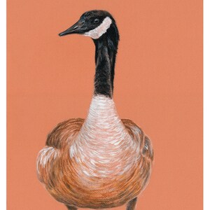 May include: A brown and white goose with a black head and neck stands on a peach-colored background. The goose is looking to the left of the image.