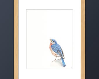 Eastern Bluebird Art Print