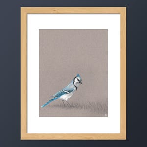 Blue Jay Bird Art Print