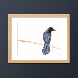 Common Grackle Bird Art Print