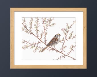 White-throated Sparrow | Songbird Art Print