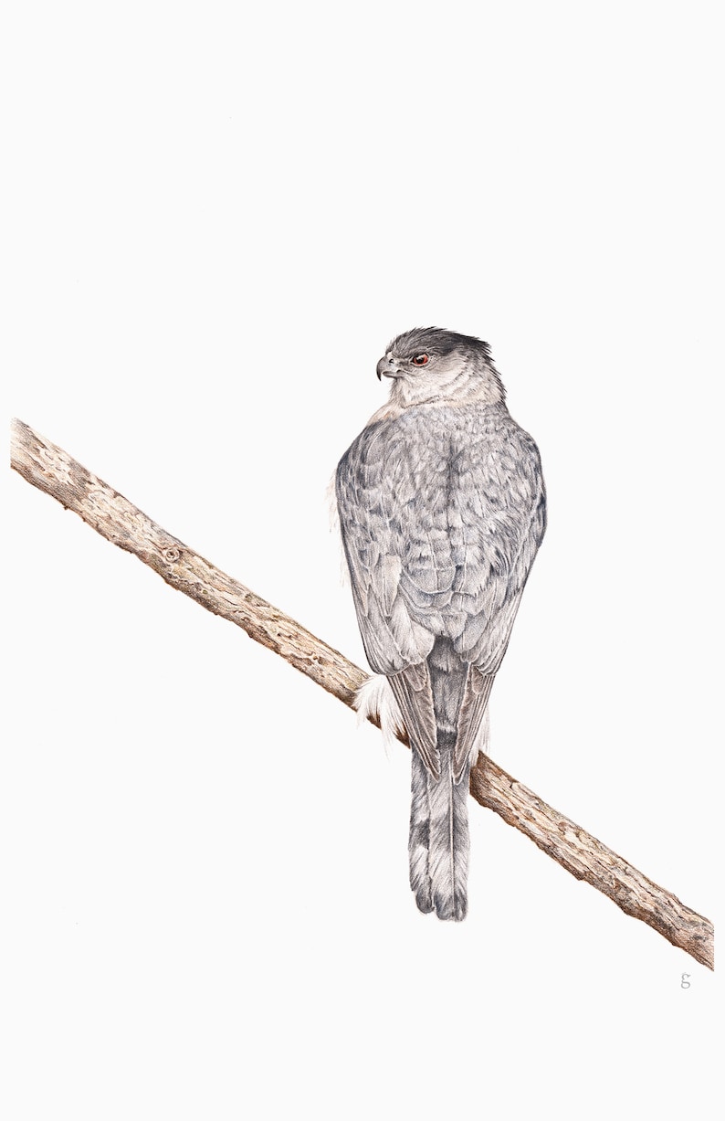 Coopers Hawk Bird Art Print Wildlife Art Print Outdoor | Etsy