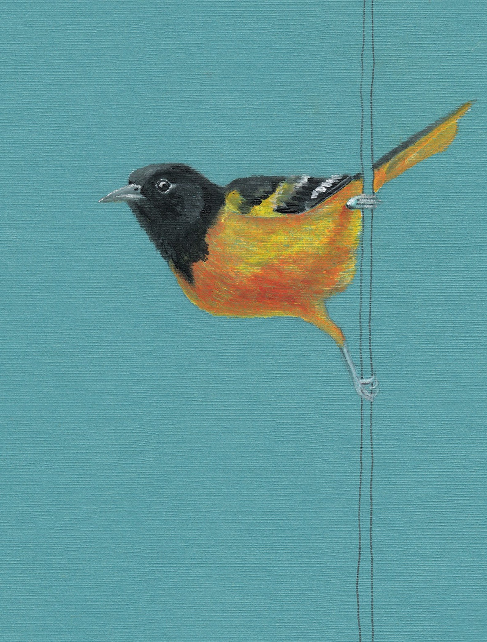 Oriole Greeting Card Bird Blank Greeting Card Baltimore Etsy