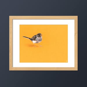 Dark-eyed Junco Bird Art Print