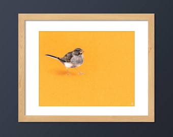 Dark-eyed Junco Bird Art Print