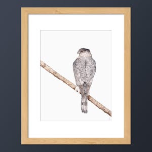 Coopers Hawk Bird Art Print