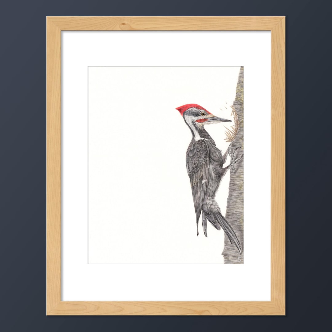 Pileated Woodpecker Art Print Australia