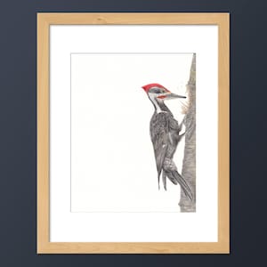 Pileated Woodpecker Art Print