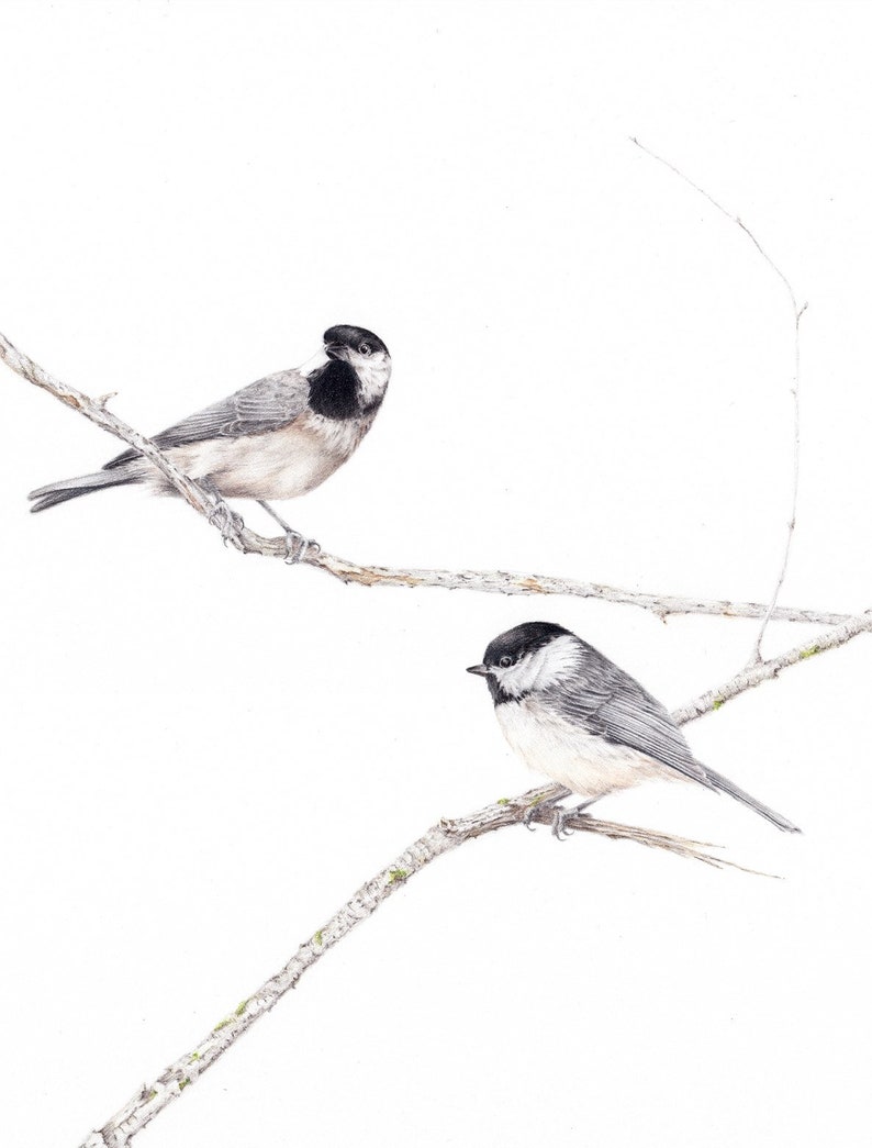 Chickadee Greeting Card Blank Bird Card Bird Holiday Card Etsy