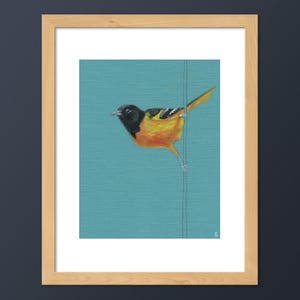 Baltimore Oriole Bird Art Print