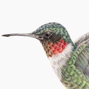 Ruby-throated Hummingbird Wildlife Art Print Outdoor Gift Garden Bird Watching Bird Lover Decor Hummingbird Art Drawing Nursery image 4