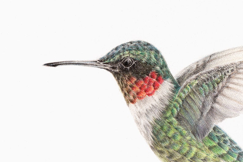 Ruby-throated Hummingbird Wildlife Art Print Outdoor Gift Garden Bird Watching Bird Lover Decor Hummingbird Art Drawing Nursery image 4