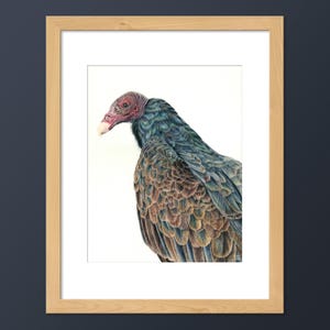 Stampa artistica di avvoltoio turco