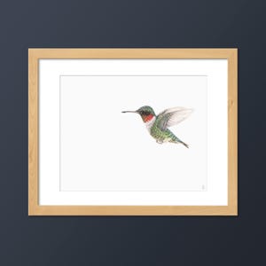 Ruby-throated Hummingbird Art Print