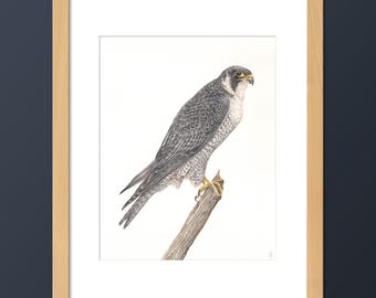 Peregrine Falcon Bird Art Print