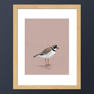 Semipalmated Plover Beach Bird Art Print