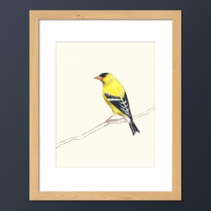 American Goldfinch Bird Art Print