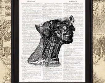 Anatomical Sd Face Muscle Structure Dictionary Art Print,Medical Anatomy Vintage