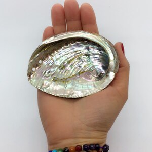 May include: A large iridescent abalone shell with a smooth, curved surface. The shell is a pale green color with hints of blue, purple, and gold.