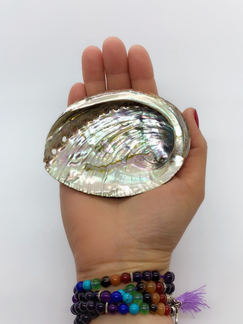 May include: A large iridescent abalone shell with a smooth, curved surface. The shell is a pale green color with hints of blue, purple, and gold.