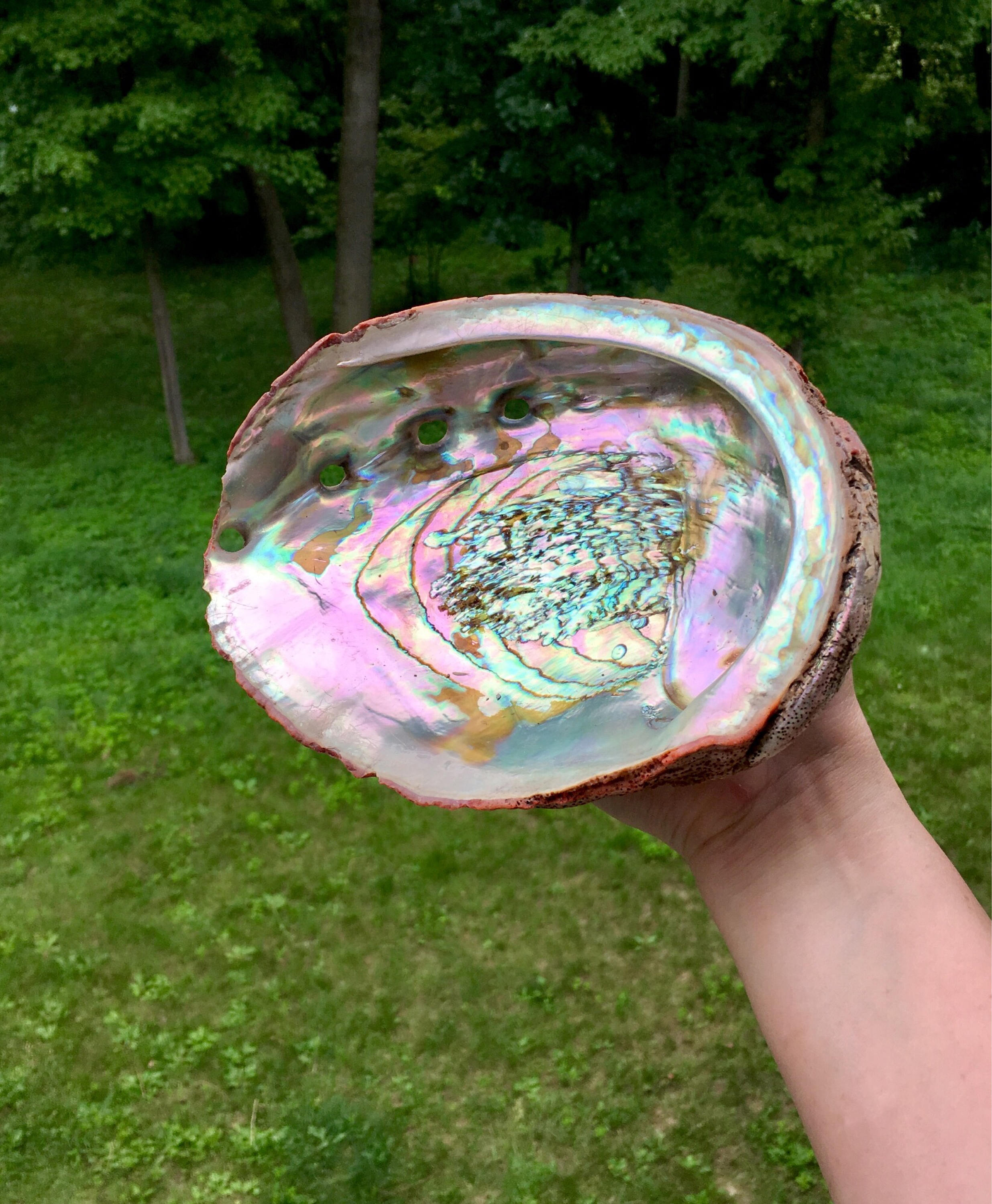 Premium Smudge Kit - Extra Large Abalone Shell - 2 ...