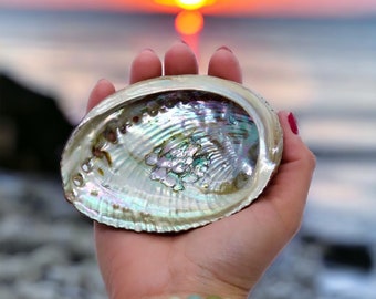 Abalone Shell - Perfect For Smudge Sticks - Alter Tool - High Quality - One Side Polished - Native American - Smudge Tool - 5-6" Shell