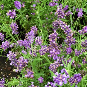 Lavender Smudge Bundles Grosso French Lavender Choose Size Sold Individually Highly Fragrant Lavender Smudge Wands image 6